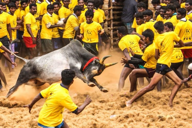 क्या है जल्लीकट्टू का इतिहास और विवाद – What is Jallikattu Protest what is jallikattu protest