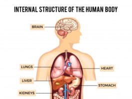 इंसान के शरीर के कौन से हिस्सा में रक्त प्रवाह नहीं होता है? ( 20 Amazing Facts about Human  Body)