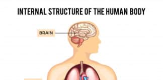 इंसान के शरीर के कौन से हिस्सा में रक्त प्रवाह नहीं होता है? ( 20 Amazing Facts about Human Body) इंसान के शरीर के कौन से हिस्सा में रक्त प्रवाह नहीं होता है? ( 20 Amazing Facts about Human Body)