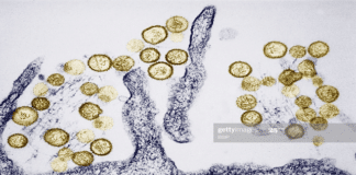 Coronavirus के बाद अब आया Hantavirus, जानिए इसके लक्षण और फैलने की वजह Coronavirus के बाद अब आया Hantavirus, जानिए इसके लक्षण और फैलने की वजह