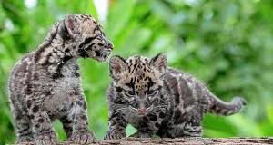 क्या आप जानते हैं World Wildlife Day क्यों मनाते हैं? (World Wildlife Day 2020 Facts, Theme, Quotes in Hindi) क्या आप जानते हैं World Wildfie Day क्यों मनाते हैं? (World Wildlife Day 2020 Facts, Theme, Quotes in Hindi)