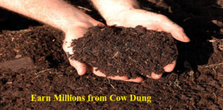 कम मेहनत में शुरू करें गाय के गोबर से कारोबार और कमाएं लाखों रूपए कम मेहनत में शुरू करें गाय के गोबर से कारोबार और कमाएं लाखों रूपए
