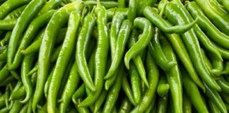 हरी मिर्च में मौजूद हैं कई पोषक तत्व, खाने से होते हैं ये फायदे green chilli