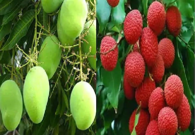 aam litchi 