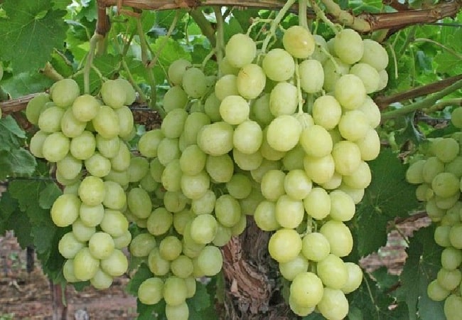 grapes