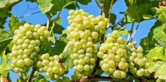 क्या आप जानते है हरे अंगूर का सेवन करने के इन फायदों के बारे में grapes
