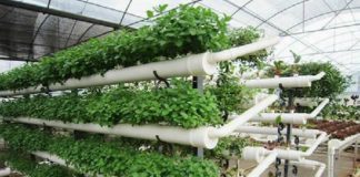 अब किसान बिना मिट्टी के भी खेती कर सकेंगे, जानिए पूरा प्रोसेस agriculture