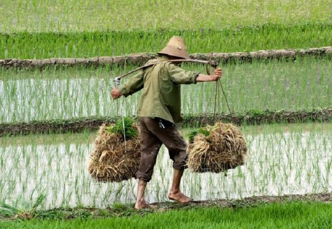 kisan