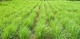 लेमन ग्रास की खेती से मालामाल हो सकते हैं किसान, कमा सकते है लाखों रुपए lemon grass