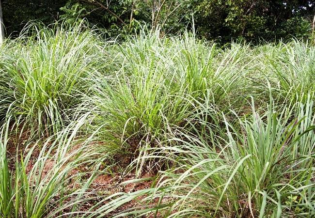 lemon grass