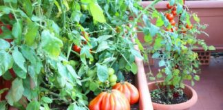 जानिए घर के छत पर कैसे उगाए सब्जियां, क्या है इसके फायदे और कैसे कमाएं इससे पैसे sabji