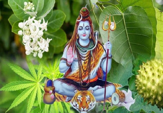 shiv 