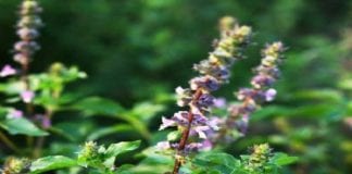 तपती गर्मी और लू से बचाती हैं ये आयुर्वेदिक औषधियां, जानिए इसके फायदे tulsi