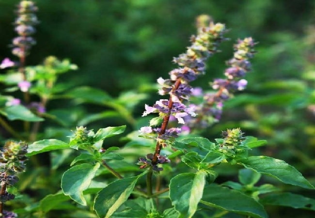 tulsi