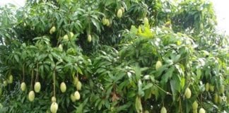 आम खाने के फायदे और नुकसान – Mango Nutritional Benefits and Side Effects in Hindi आम की गुठली के फायदे