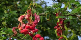 जंगली फल (जंगली जलेबी) के चमत्कार: Jungle Jalebi Khane Ke Fayde जलेबी खाने के फायदे और नुकसान