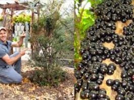 Is Jaboticaba good for you?