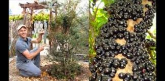 जबुटिकाबा के 5 अनोखे फायदे & नुकसान Is Jaboticaba good for you? Is Jaboticaba good for you?