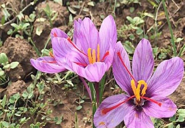 kesar cultivation