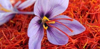 जानिए केसर की खेती कब और किस तरह से करें, कमाएं लाखों का मूनाफा kesar