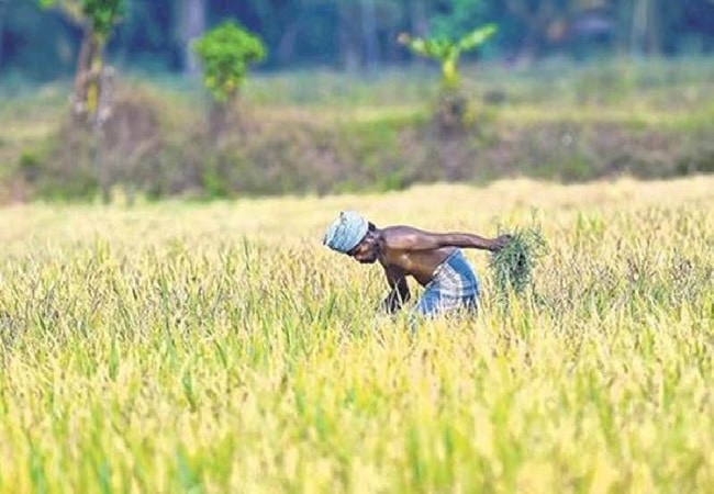 kisan