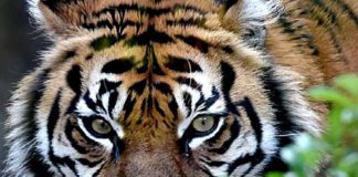 विश्व बाघ दिवस: जानिए दुनिया के कितने देशों में पाए जाते है बाघ, बाघों के संरक्षण में भारत करेगा दूसरे देशों की मदद tiger