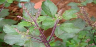 जानिए कैसे करें तुलसी की खेती, बाजार में मिल रहा है अच्छा दाम ! tulsi