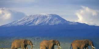 World Elephant Day: हाथी दिवस पर जानिए ये रोचक फैक्ट्स elephant day