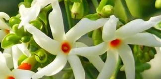 अयोध्या में पीएम मोदी ने जो लगाया पारिजात का पौधा, जानिए इसकी खासियत और मान्यताएं parijaat