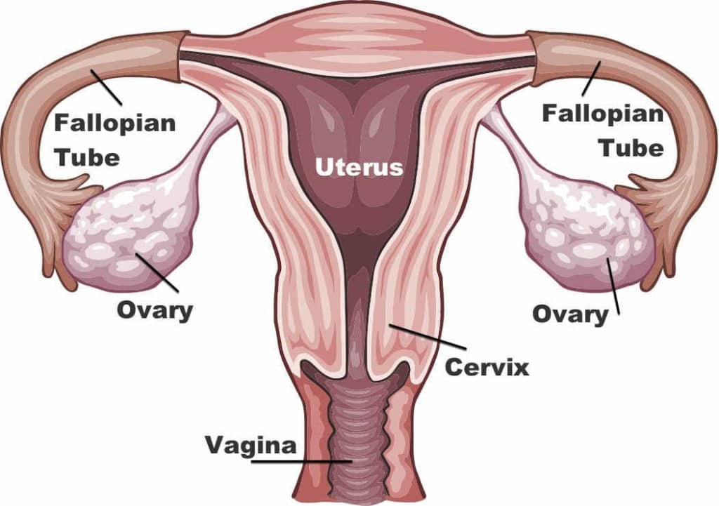 Ovary Structure
