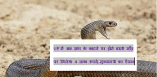 UP में अब सांप के काटने पर होने वाली मौत पर मिलेगा 4 लाख रूपये, मुख्यमंत्री का ऐलान Up news cm yogi adityanath big announcement 400000 rupees for snake bite death